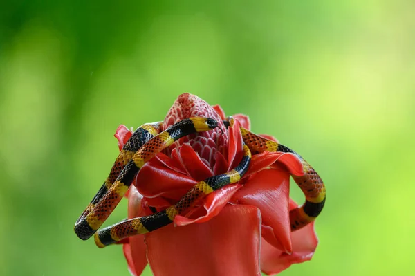 Serpente Corallo Del Costa Rica Serpente Comune Distribuito Est Sud — Foto Stock