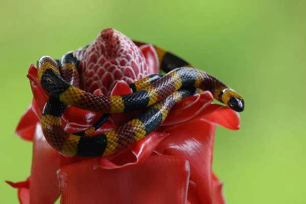 Costa Rican Coral Snake Common Snake Distributed East Southeastern Caribbean — Stock Photo, Image