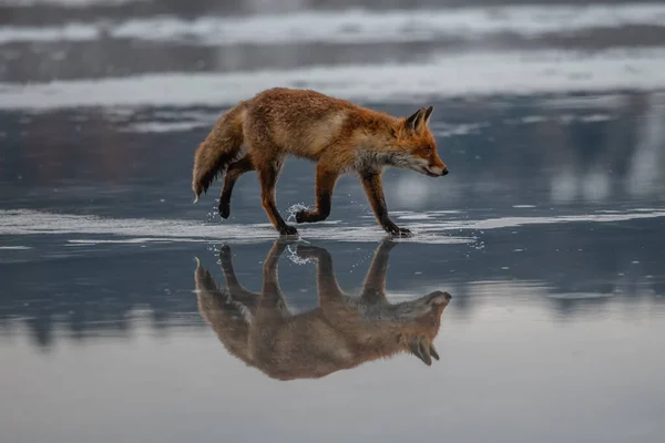 Red fox (Vulpes vulpes) with a bushy tail hunting in the snow in winter in Algonquin Park in Canada