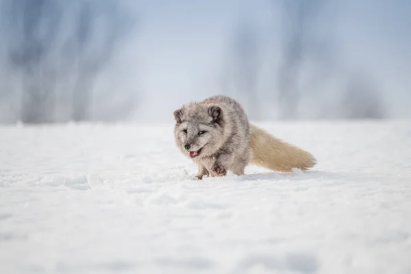 Beautiful arctic fox, standing on a hill in the snow, winter, Canada