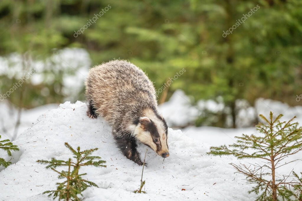 Scacciapensieri Decorativo Con Scena Invernale - Idea Regalo Natalizia, Stile Naturale