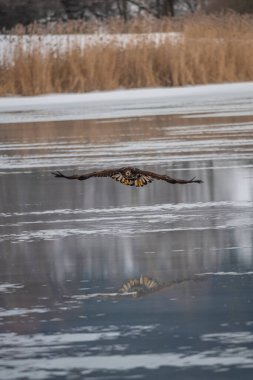 Yetişkin beyaz kuyruklu kartal uçuyor. Mavi gökyüzü arka planı. Bilimsel adı Haliaeetus albicilla, ayrıca ern, erne, gri kartal, Avrasya deniz kartalı ve beyaz kuyruklu deniz kartalı olarak da bilinir..