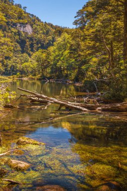 Evergreen beech forest near foot of Andes mountains, Patagonia, Argentina, South America, chile