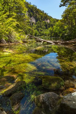 Evergreen beech forest near foot of Andes mountains, Patagonia, Argentina, South America, chile