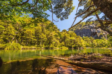 Evergreen beech forest near foot of Andes mountains, Patagonia, Argentina, South America, chile
