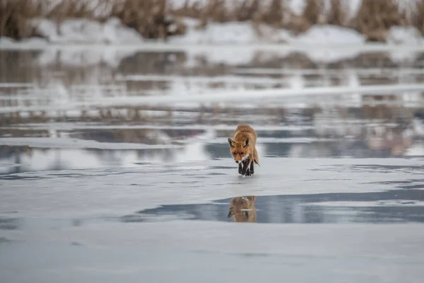 Zorro Rojo Vulpes Vulpes Con Una Cola Espesa Cazando Nieve —  Fotos de Stock