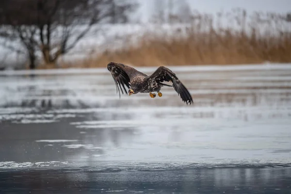 독수리가 있습니다 Haliaeetus Albicilla Ern Erne Gray Eagle Eurasian Sea — 스톡 사진