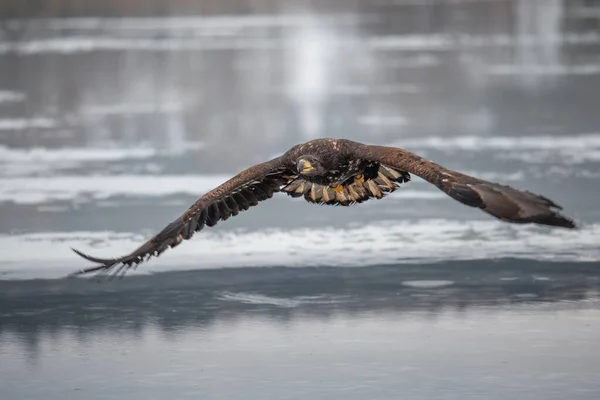 Vuxen Vitstjärtad Örn Flykt Blå Himmel Bakgrund Vetenskapligt Namn Haliaeetus — Stockfoto