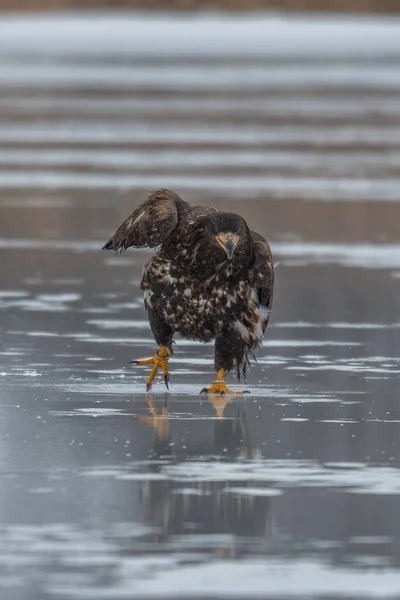 成年白尾鹰在飞行 蓝天背景学名 Haliaeeetus Albicilla 又名Ern Erne Gray Eagle Eurasian Sea — 图库照片