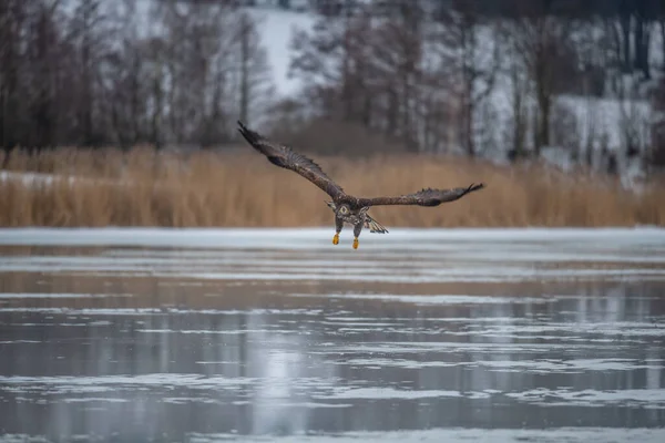 독수리가 있습니다 Haliaeetus Albicilla Ern Erne Gray Eagle Eurasian Sea — 스톡 사진