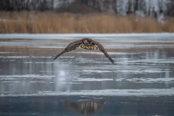 독수리가 있습니다 Haliaeetus Albicilla Ern Erne Gray Eagle Eurasian Sea — 스톡 사진