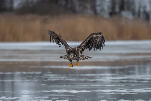 독수리가 있습니다 Haliaeetus Albicilla Ern Erne Gray Eagle Eurasian Sea — 스톡 사진