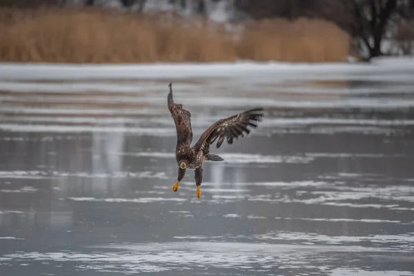 Vuxen Vitstjärtad Örn Flykt Blå Himmel Bakgrund Vetenskapligt Namn Haliaeetus — Stockfoto