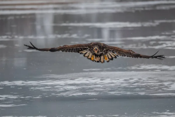 Vuxen Vitstjärtad Örn Flykt Blå Himmel Bakgrund Vetenskapligt Namn Haliaeetus — Stockfoto