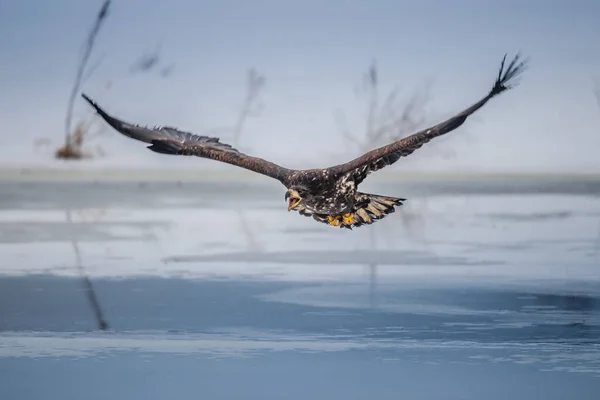 독수리가 있습니다 Haliaeetus Albicilla Ern Erne Gray Eagle Eurasian Sea — 스톡 사진