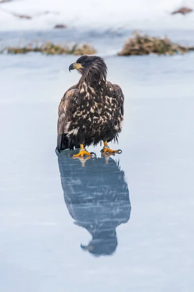 독수리가 있습니다 Haliaeetus Albicilla Ern Erne Gray Eagle Eurasian Sea — 스톡 사진