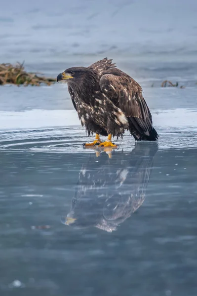 독수리가 있습니다 Haliaeetus Albicilla Ern Erne Gray Eagle Eurasian Sea — 스톡 사진