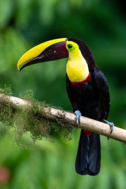 Yılan gagalı Toucan - Ramphastos sülfuratus, Kosta Rika ormanından çok renkli gagalı büyük renkli tukan.