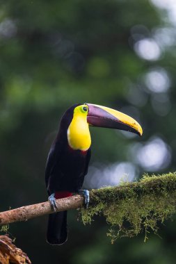 Yılan gagalı Toucan - Ramphastos sülfuratus, Kosta Rika ormanından çok renkli gagalı büyük renkli tukan.