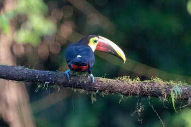 Yılan gagalı Toucan - Ramphastos sülfuratus, Kosta Rika ormanından çok renkli gagalı büyük renkli tukan.
