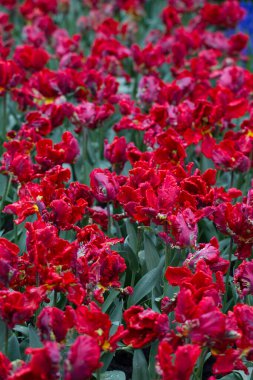 Çiçekler kırmızı laleler çiçek arkaplanında sarı laleler lale tarlasında