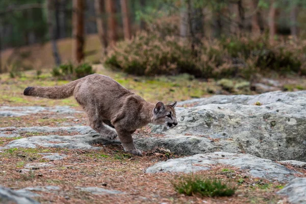 Cougar Puma Concolor También Conocido Comúnmente Como Puma Puma Pantera —  Fotos de Stock