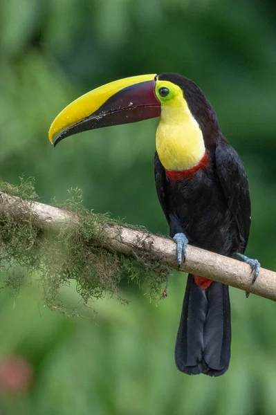 Keel Fakturerade Toucan Ramphastos Sulfuratus Stor Färgglad Toucan Från Costa — Stockfoto