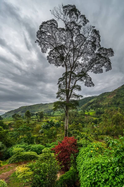 Uganda Nın Güneybatısında Uganda Kongo Ruanda Sınırlarındaki Bwindi Engellenemez Orman — Stok fotoğraf
