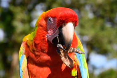 Sarı göğüslü Ara 'nın portresi. (Ara ararauna).
