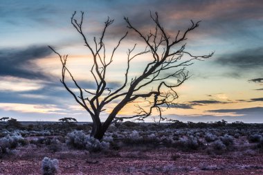Günbatımında Avustralya kırsalında bir Hakea ağacı tek başına duruyor. Pilbara bölgesi, Batı Avustralya, Avustralya.