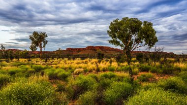 A Hakea tree stands alone in the Australian outback during sunset. Pilbara region, Western Australia, Australia. clipart