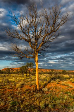 Günbatımında Avustralya kırsalında bir Hakea ağacı tek başına duruyor. Pilbara bölgesi, Batı Avustralya, Avustralya.