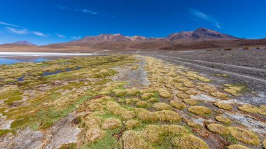 Laguna Colorada, Bolivya 'nın Altiplano bölgesinin güneybatısında bulunan sığ bir tuz gölüdür.