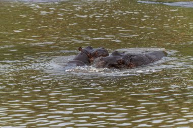 Mavi sudaki su aygırları neredeyse tamamen açılır, tüm dişlerini gösterir, çoğunlukla kameraya bakar, Ngorongoro Koruma Alanı, Tanzanya