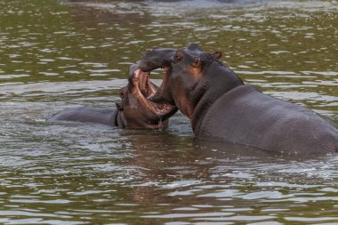 Mavi sudaki su aygırları neredeyse tamamen açılır, tüm dişlerini gösterir, çoğunlukla kameraya bakar, Ngorongoro Koruma Alanı, Tanzanya