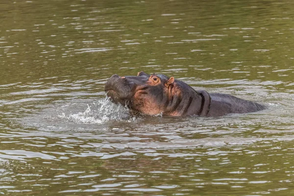 Nästan Nedsänkt Flodhäst Blått Vatten Gäspar Vidöppen Visar Alla Sina — Stockfoto