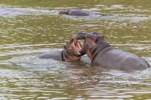 Téměř Ponořený Hippotomus Modré Vodě Zívá Doširoka Dokořán Odhaluje Všechny — Stock fotografie