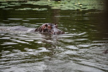 Mavi sudaki su aygırları neredeyse tamamen açılır, tüm dişlerini gösterir, çoğunlukla kameraya bakar, Ngorongoro Koruma Alanı, Tanzanya