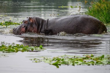 Mavi sudaki su aygırları neredeyse tamamen açılır, tüm dişlerini gösterir, çoğunlukla kameraya bakar, Ngorongoro Koruma Alanı, Tanzanya