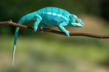 Bukalemun Furcifer pardalis Ambolobe 2 yaşında, Madagaskar endemik Panter bukalemunu kızgın durumda, saf Ambilob (Chamaeleoninae)
