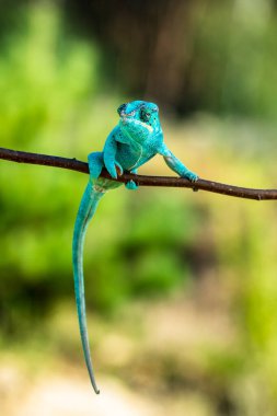 Bukalemun Furcifer pardalis Ambolobe 2 yaşında, Madagaskar endemik Panter bukalemunu kızgın durumda, saf Ambilob (Chamaeleoninae)
