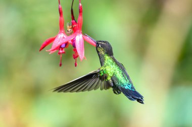 Mavi sinekkuşu Violet Sabrewing güzel kırmızı çiçeğin yanında uçuyor. Teneke kuş ormanda uçar. Kosta Rika 'da vahşi yaşam. Ormanda çiçekten nektar emen iki kuş. Kuş davranışları
