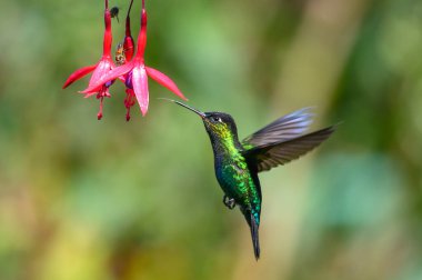 Mavi sinekkuşu Violet Sabrewing güzel kırmızı çiçeğin yanında uçuyor. Teneke kuş ormanda uçar. Kosta Rika 'da vahşi yaşam. Ormanda çiçekten nektar emen iki kuş. Kuş davranışları