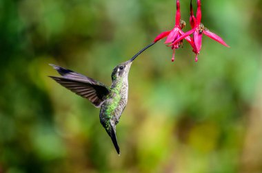 Mavi sinekkuşu Violet Sabrewing güzel kırmızı çiçeğin yanında uçuyor. Teneke kuş ormanda uçar. Kosta Rika 'da vahşi yaşam. Ormanda çiçekten nektar emen iki kuş. Kuş davranışları