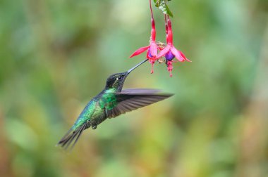 Mavi sinekkuşu Violet Sabrewing güzel kırmızı çiçeğin yanında uçuyor. Teneke kuş ormanda uçar. Kosta Rika 'da vahşi yaşam. Ormanda çiçekten nektar emen iki kuş. Kuş davranışları