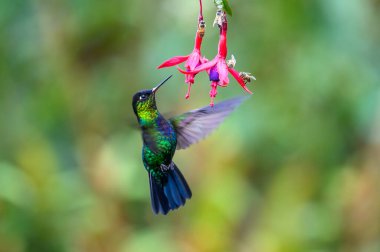 Mavi sinekkuşu Violet Sabrewing güzel kırmızı çiçeğin yanında uçuyor. Teneke kuş ormanda uçar. Kosta Rika 'da vahşi yaşam. Ormanda çiçekten nektar emen iki kuş. Kuş davranışları