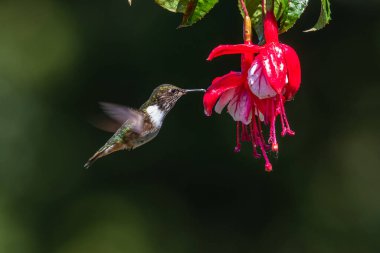 Mavi sinekkuşu Violet Sabrewing güzel kırmızı çiçeğin yanında uçuyor. Teneke kuş ormanda uçar. Kosta Rika 'da vahşi yaşam. Ormanda çiçekten nektar emen iki kuş. Kuş davranışları