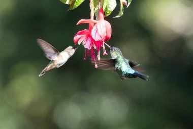 Mavi sinekkuşu Violet Sabrewing güzel kırmızı çiçeğin yanında uçuyor. Teneke kuş ormanda uçar. Kosta Rika 'da vahşi yaşam. Ormanda çiçekten nektar emen iki kuş. Kuş davranışları