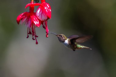Mavi sinekkuşu Violet Sabrewing güzel kırmızı çiçeğin yanında uçuyor. Teneke kuş ormanda uçar. Kosta Rika 'da vahşi yaşam. Ormanda çiçekten nektar emen iki kuş. Kuş davranışları