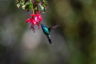 Mavi sinekkuşu Violet Sabrewing güzel kırmızı çiçeğin yanında uçuyor. Teneke kuş ormanda uçar. Kosta Rika 'da vahşi yaşam. Ormanda çiçekten nektar emen iki kuş. Kuş davranışları